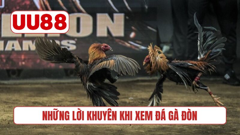 Những lời khuyên khi xem đá gà đòn